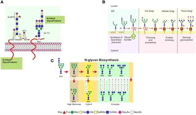 Expression of placental glycans and its role in regulating peripheral blood NK cells during preeclampsia: a perspective